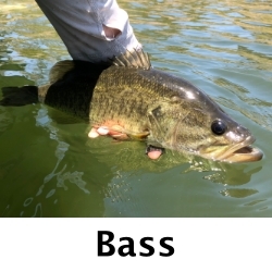 Fly-Fishing-Bass-San-Diego