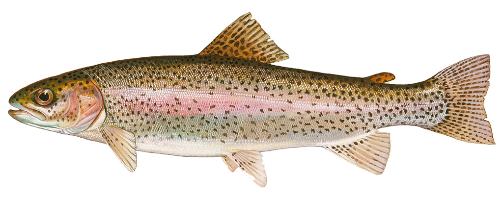 rainbow-trout-flies-fishing